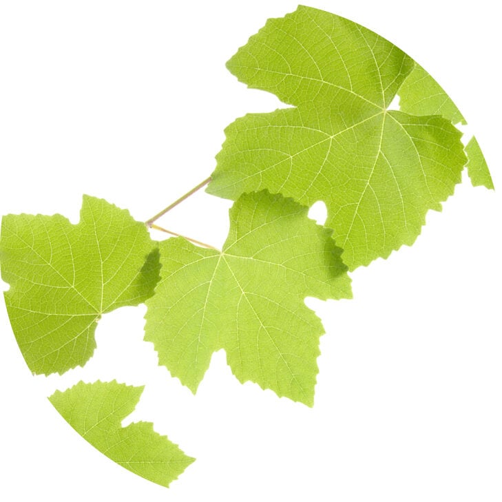 Vinetikett_350x350